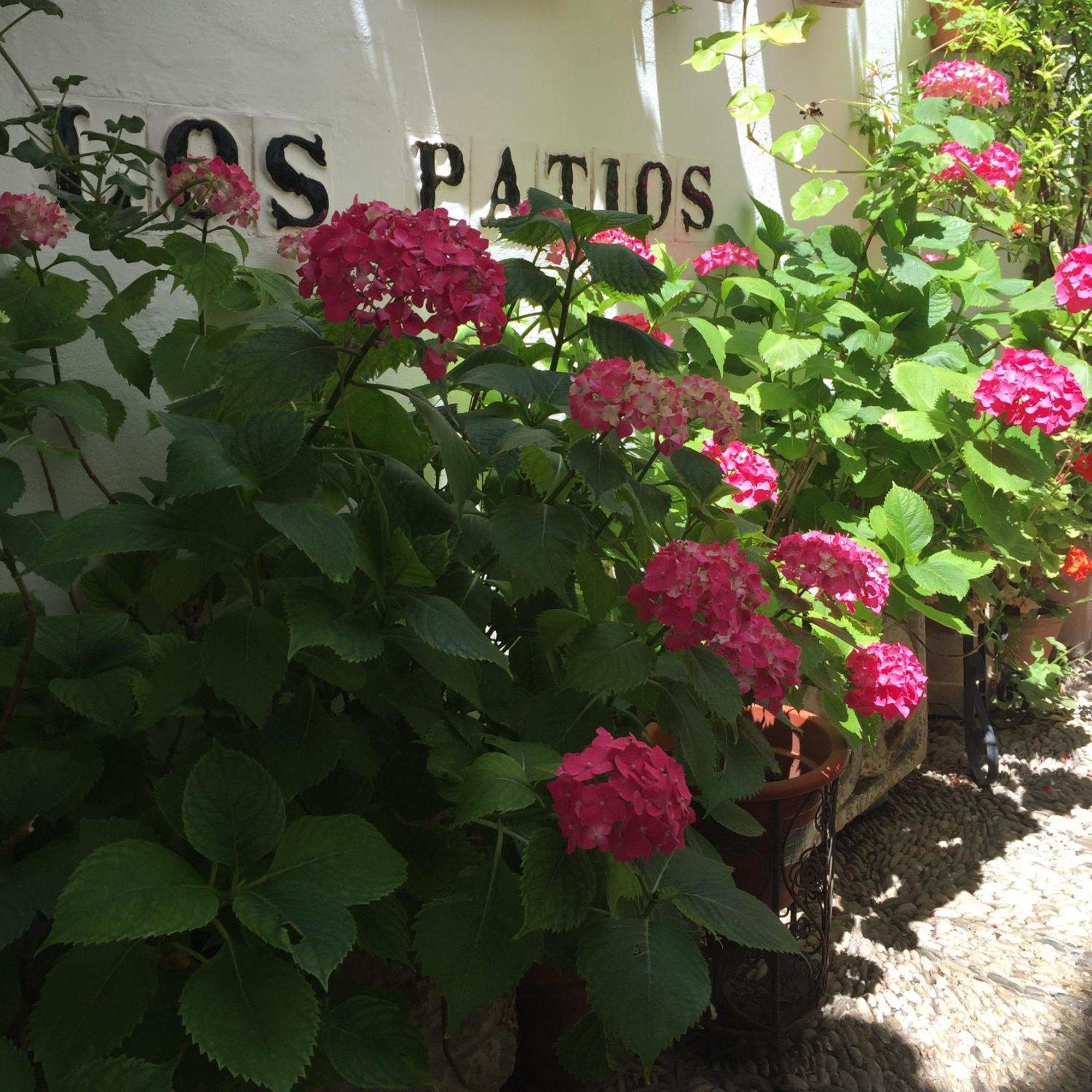 קורדובה Los Patios מראה חיצוני תמונה